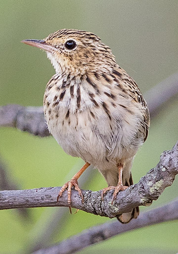 Bushveld Pipit